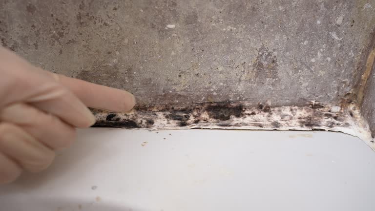 Best Commercial Mold Inspection  in USA